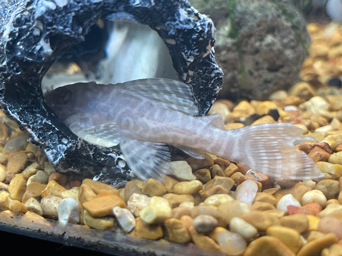 L333 Albino king tiger