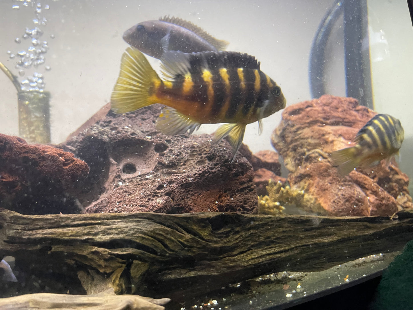 Bumblebee cichlid