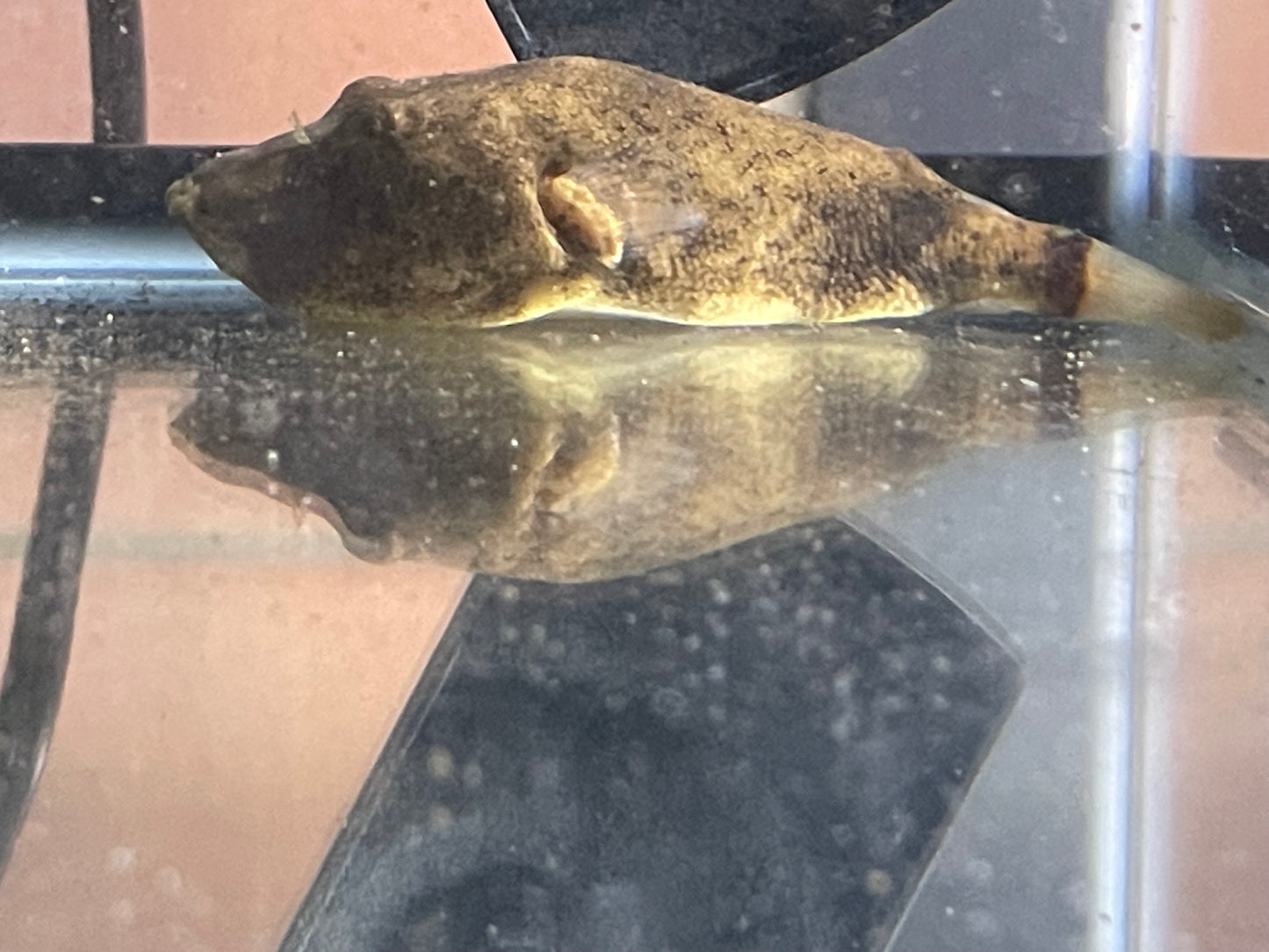 Potato puffer (Tetraodon miurus)