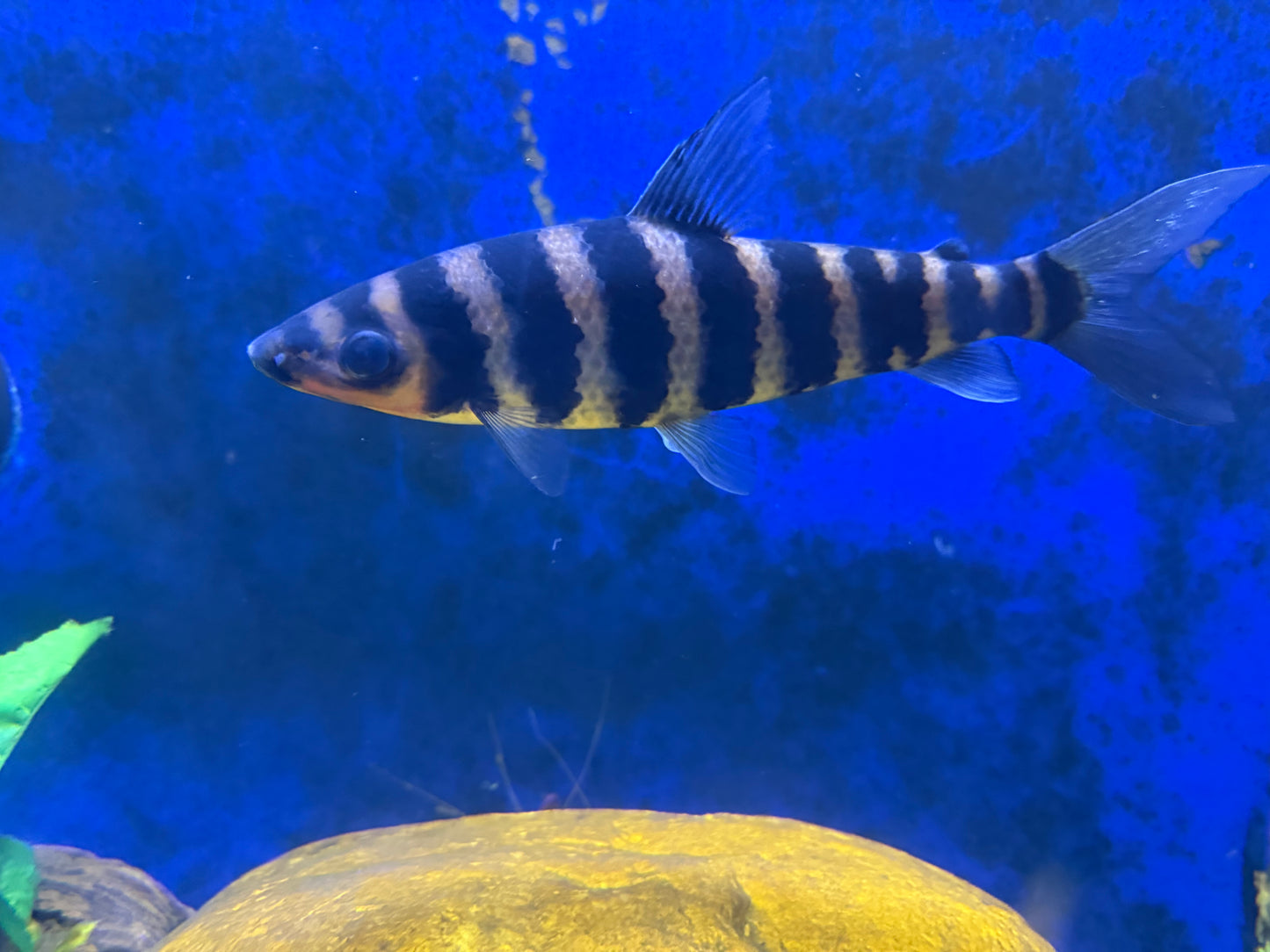 Xl banded leporinus