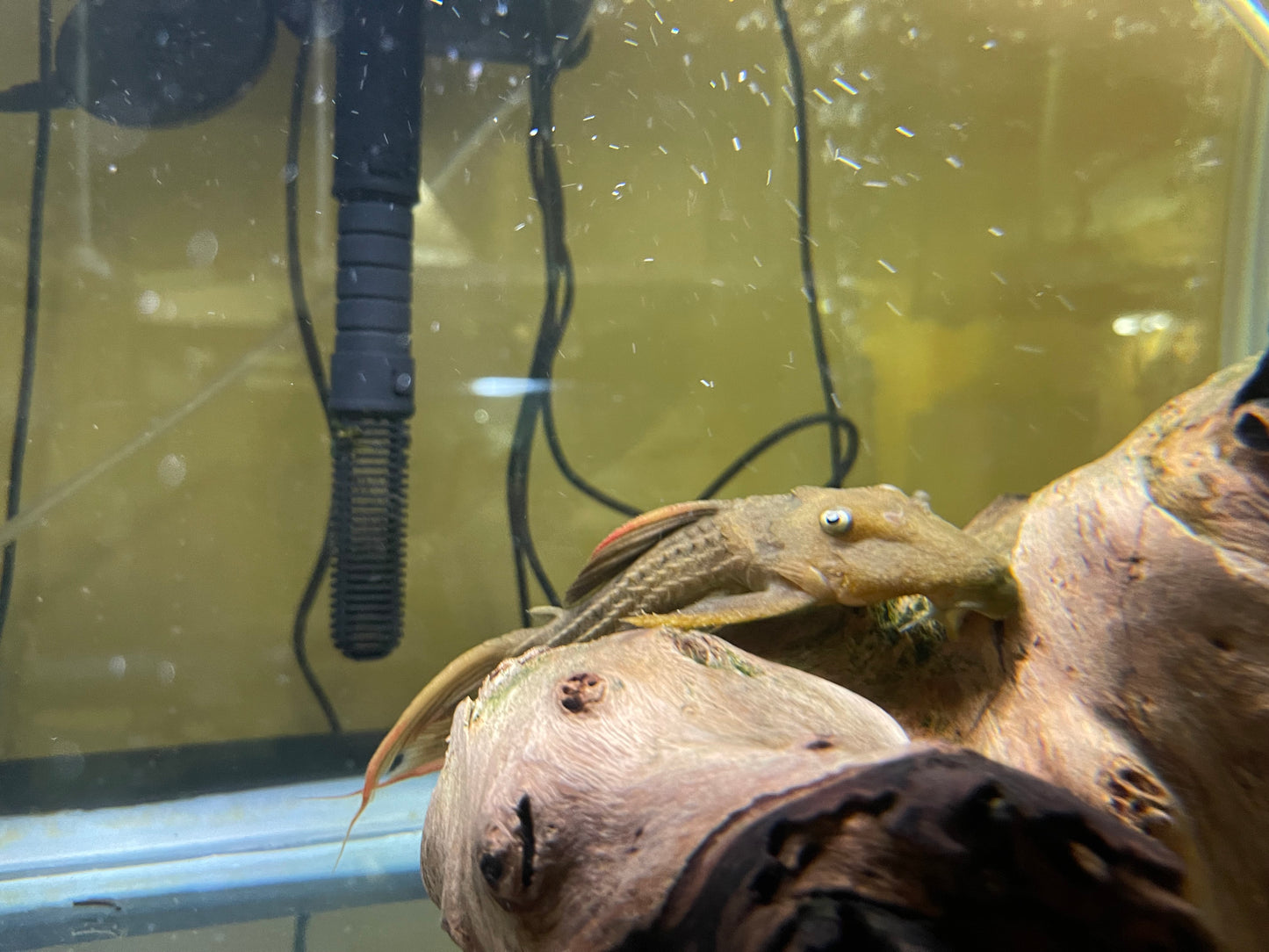 L024 Redfin cactus pleco