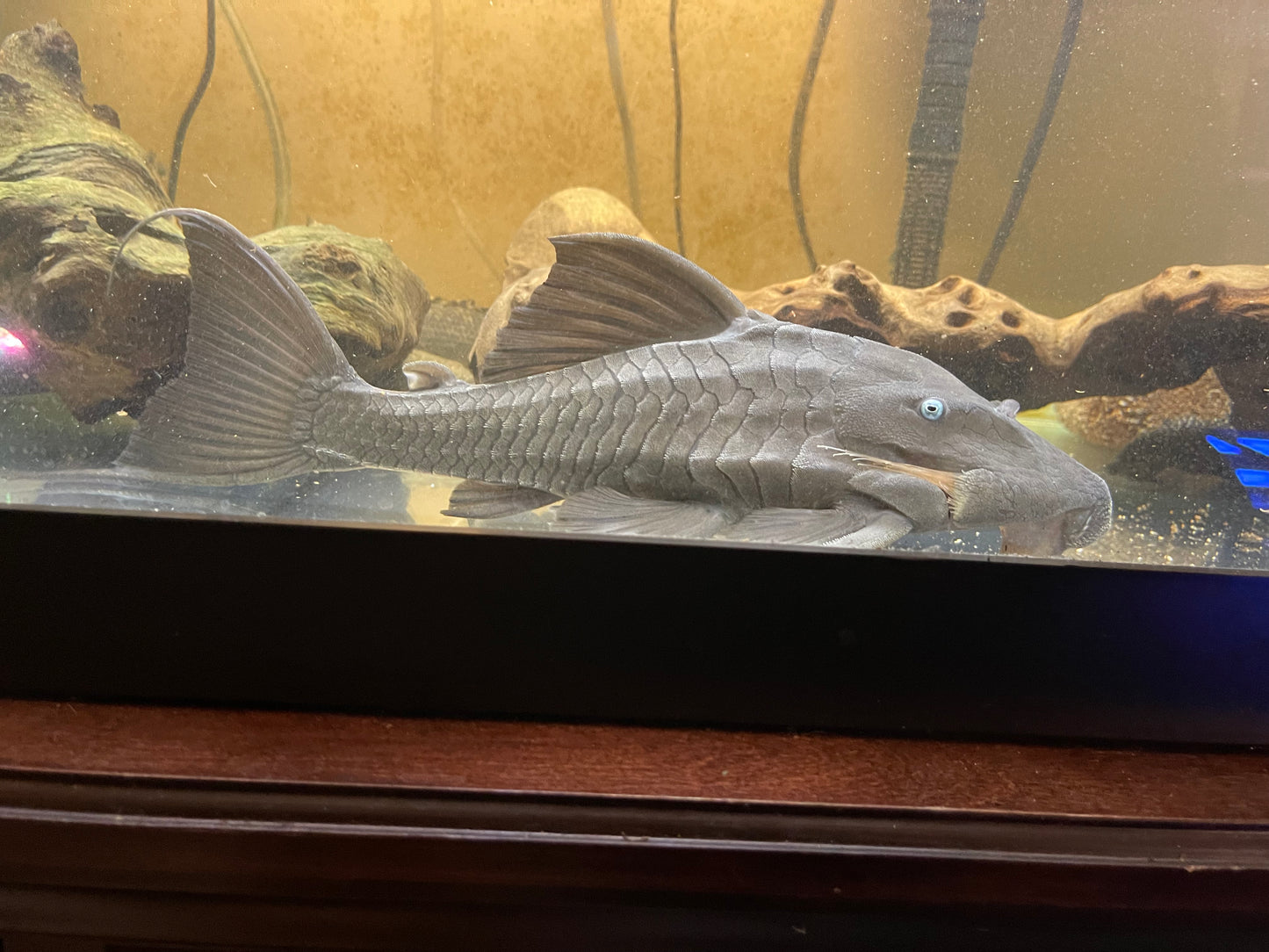 Blue eye panaque pleco