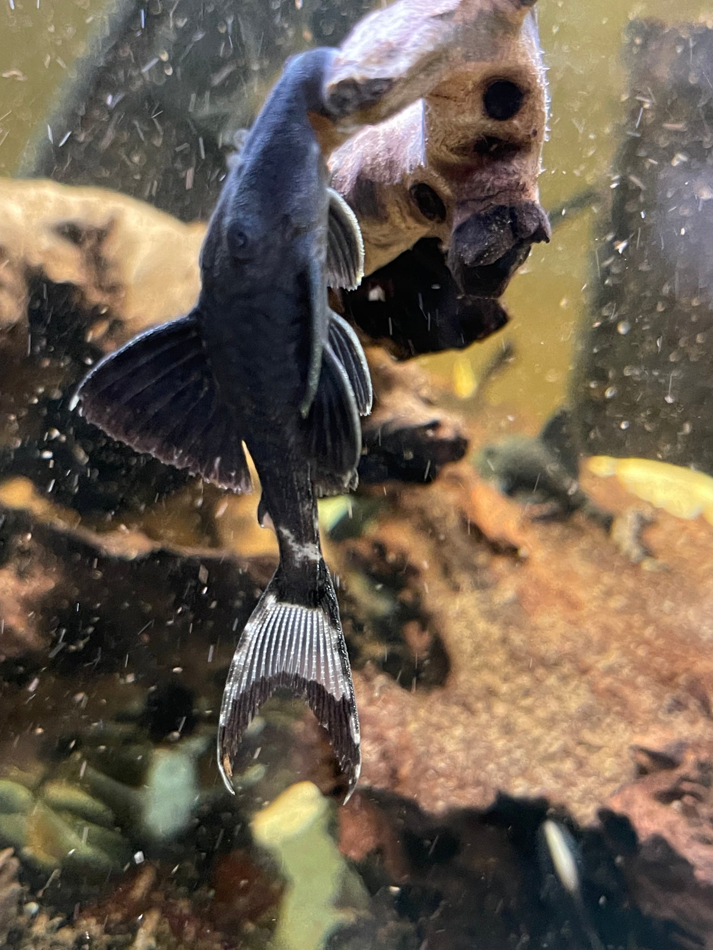 L202 Lyretail titanic pleco
