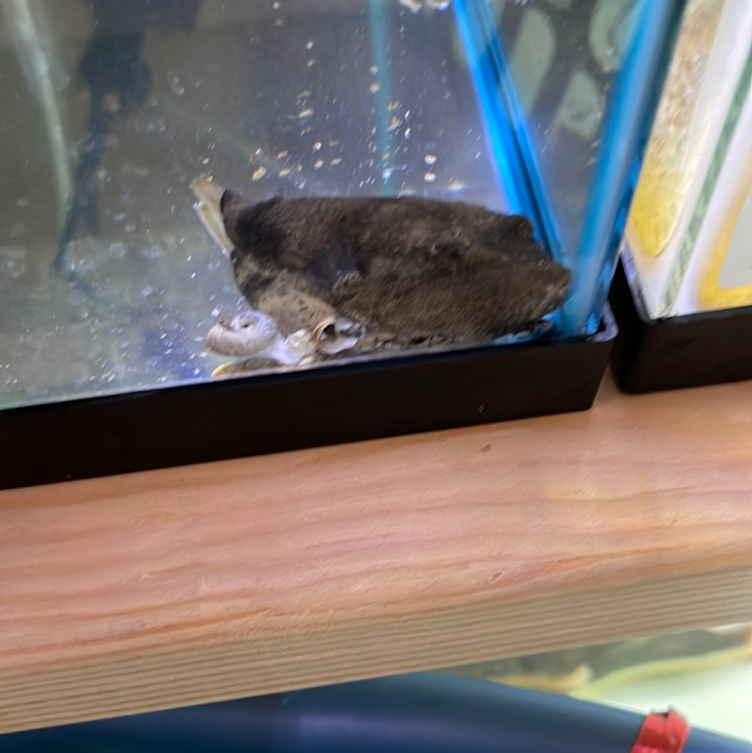 Potato puffer (Tetraodon miurus)