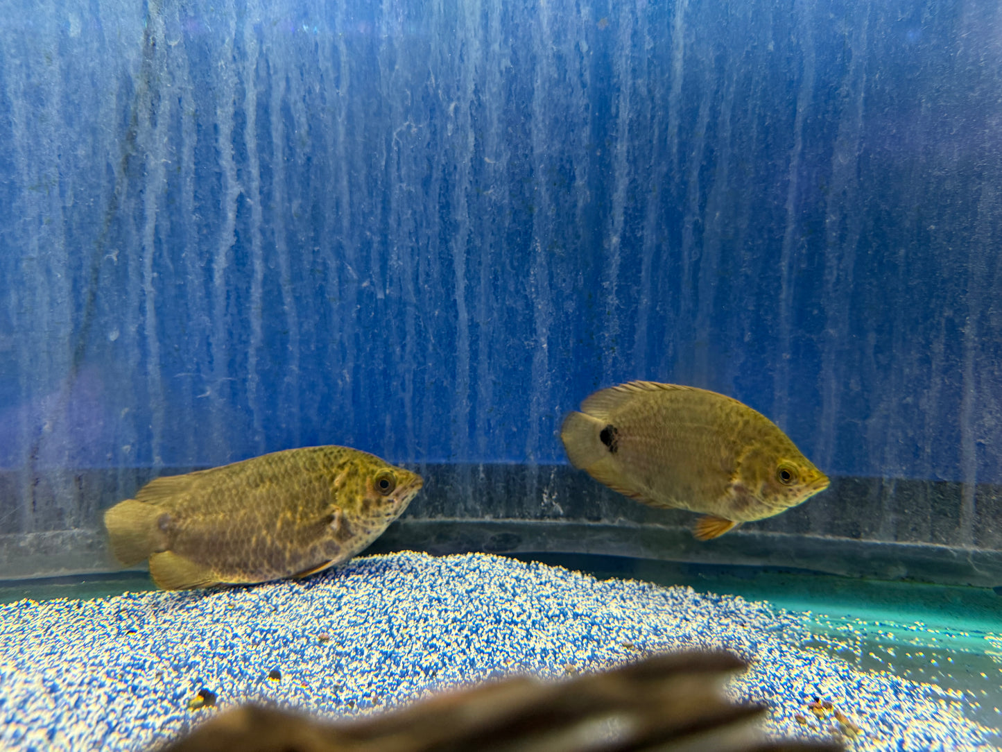 Leaf Fish-Ctenopoma acutirostre