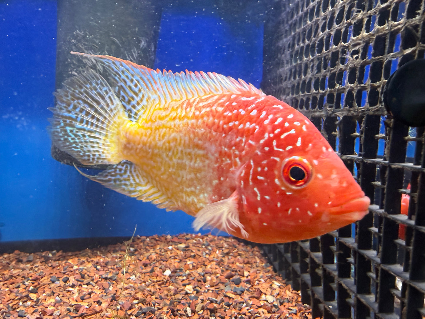 Female gold base flowerhorn