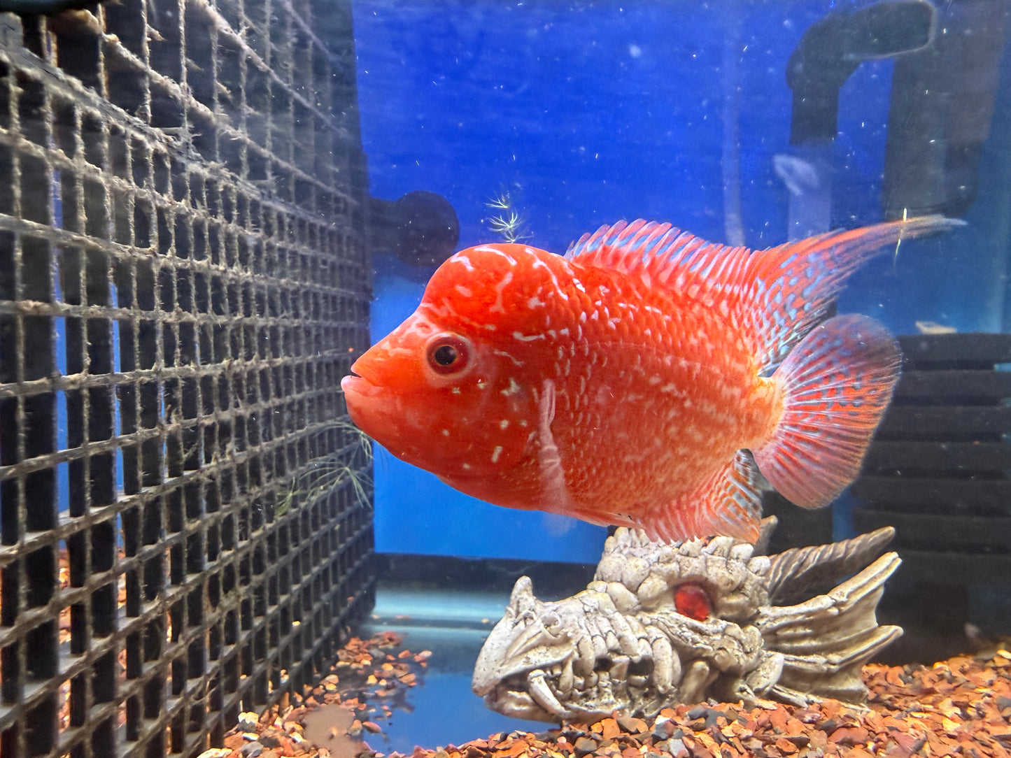 Gold base flowerhorn
