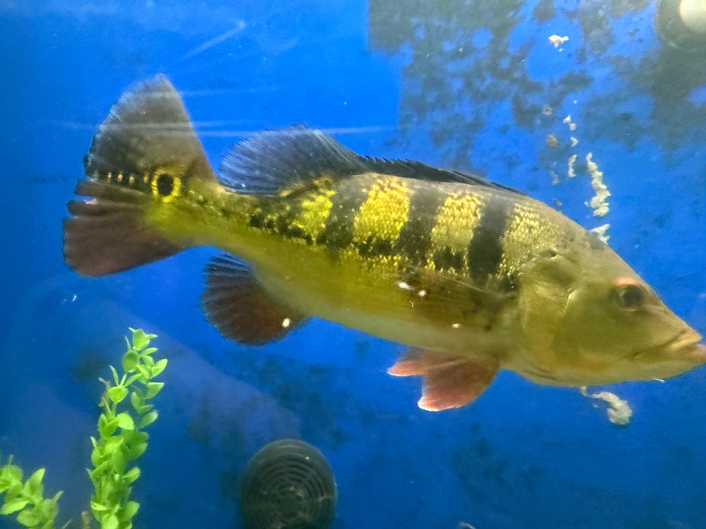Xl peacock bass