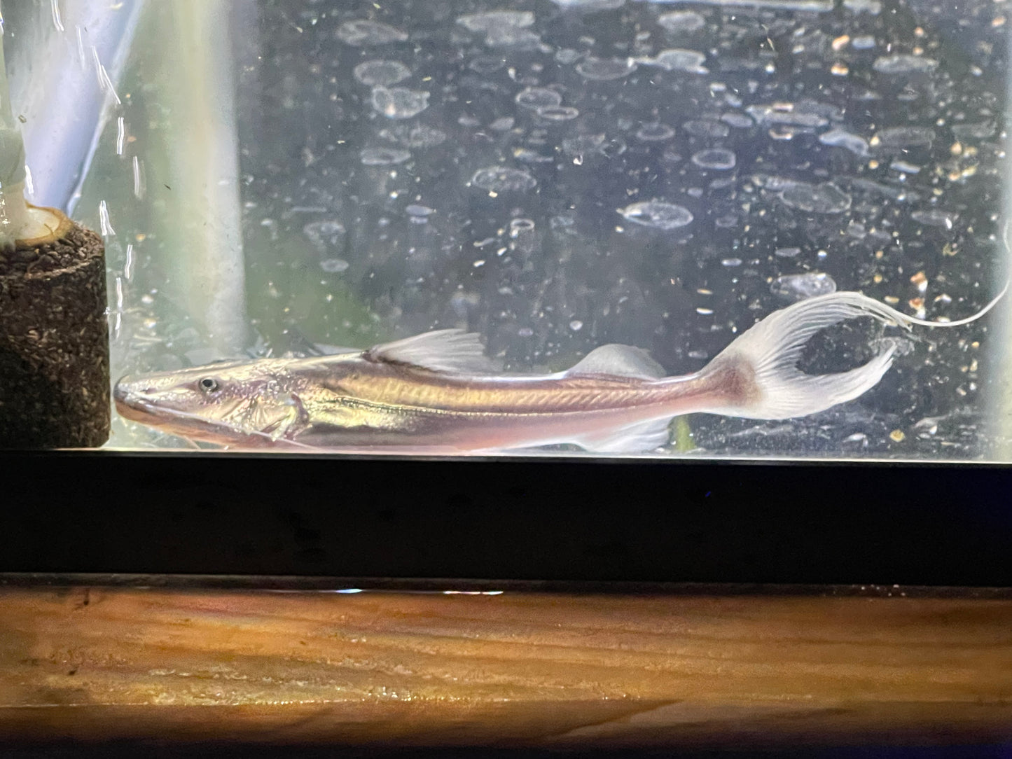 Dorado Catfish (Brachyplatystoma rousseauxii)
