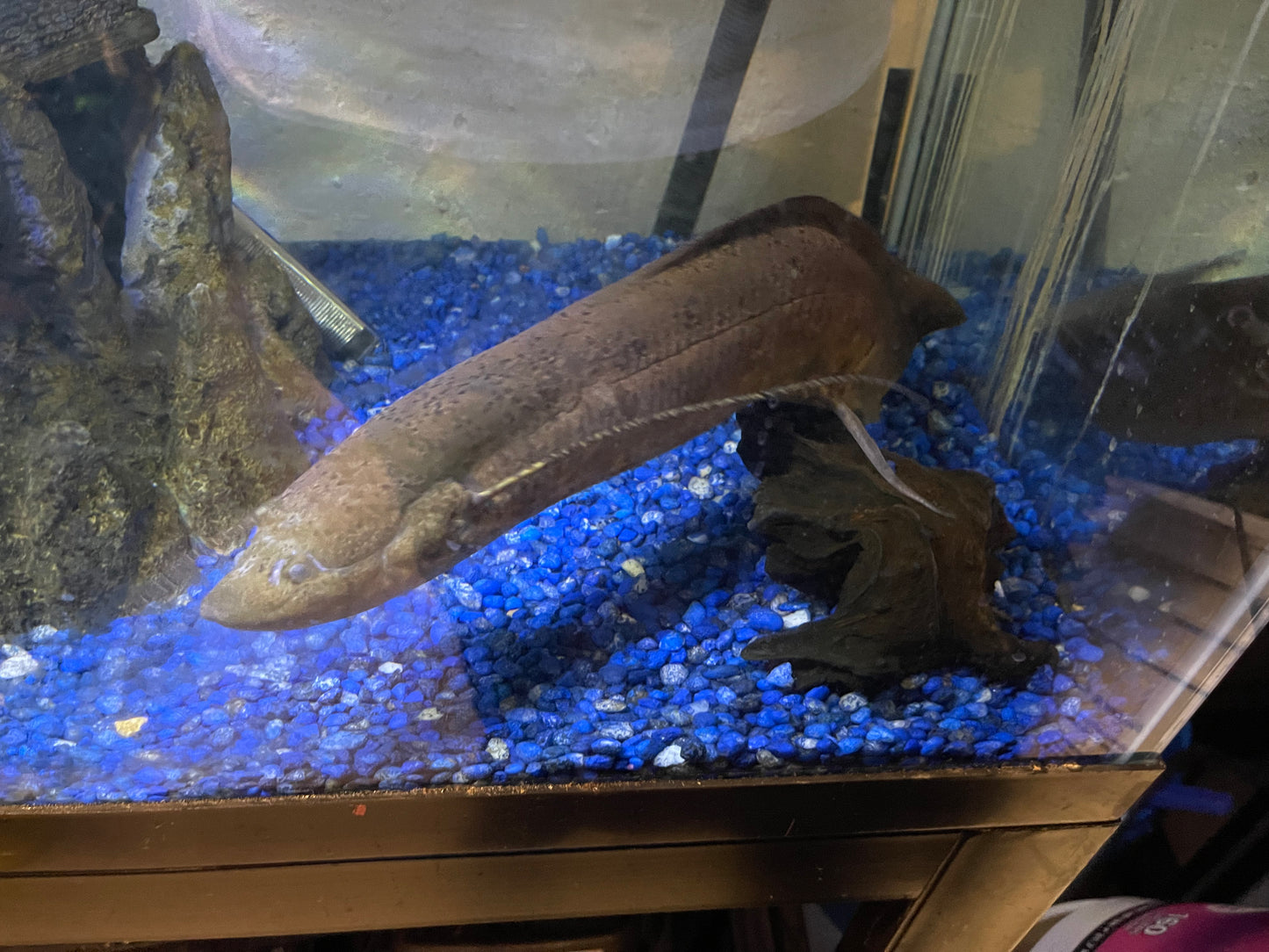 South American lungfish.