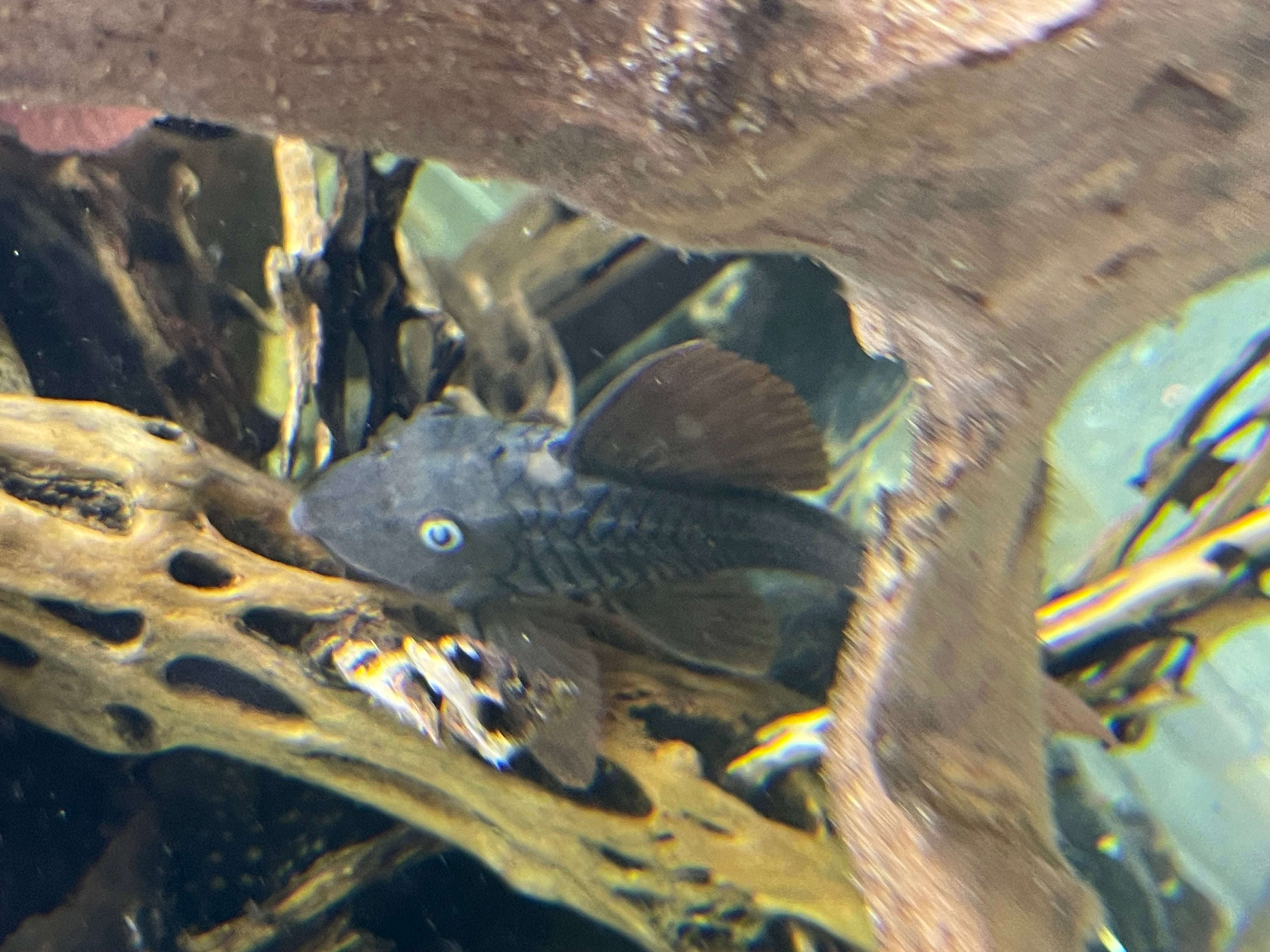 L137 Blue Eyed Red Fin Pleco (Hypostomus soniae) – Fins Worldwide