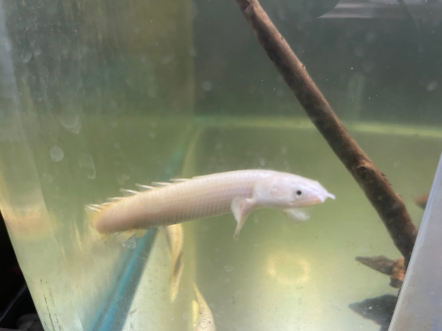 Platinum Senegal bichir