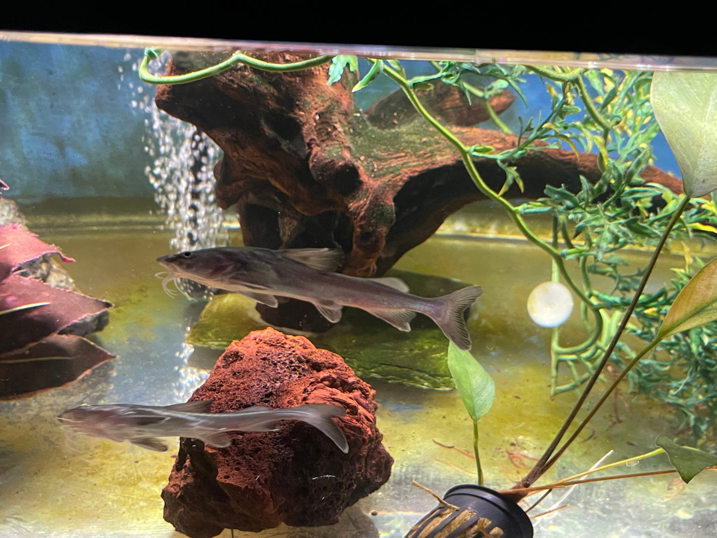 Stormii catfish
