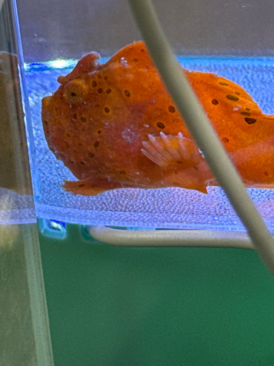 Anglerfish