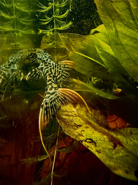 Red titanic pleco
