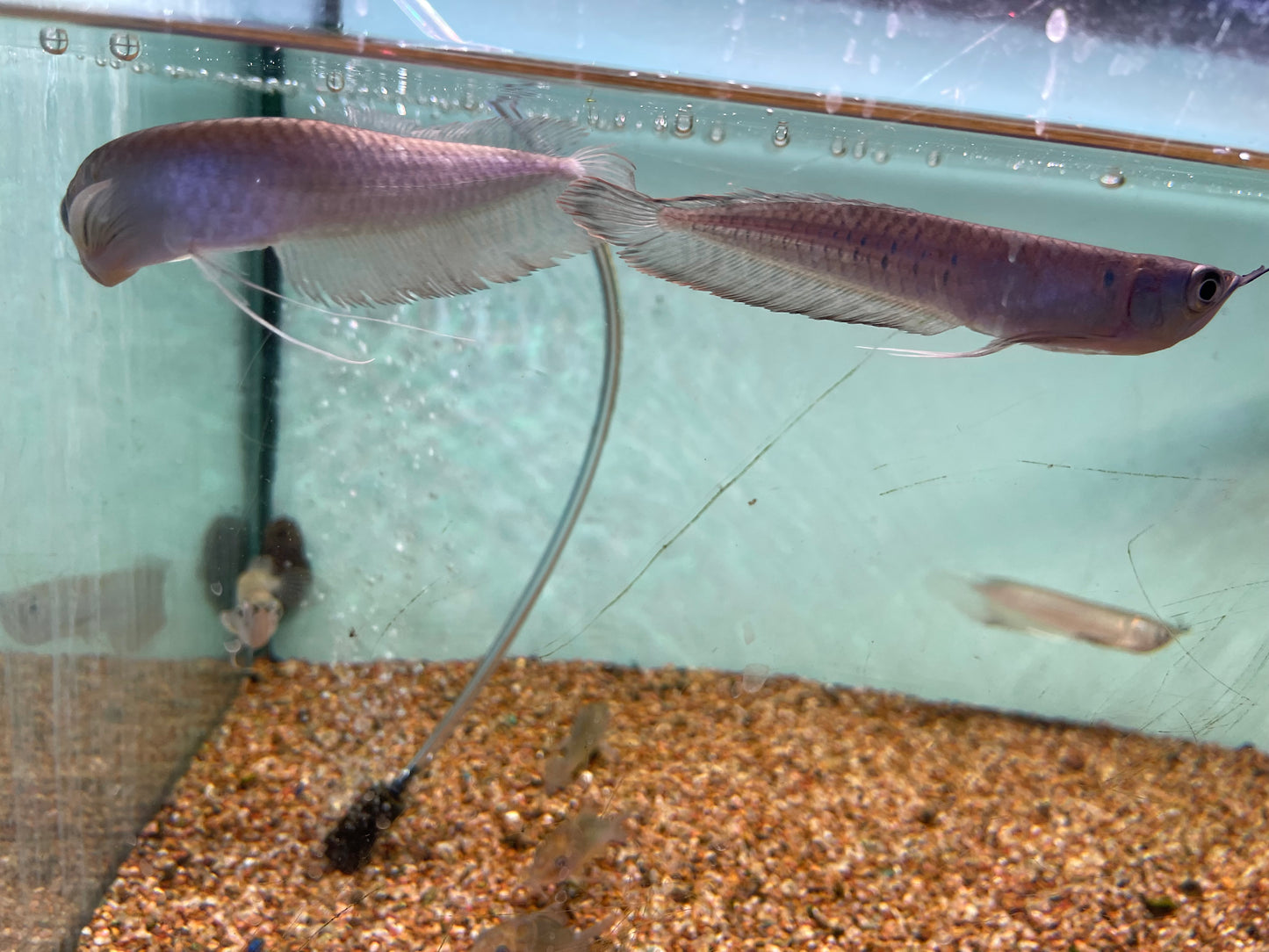 Silver Arowana