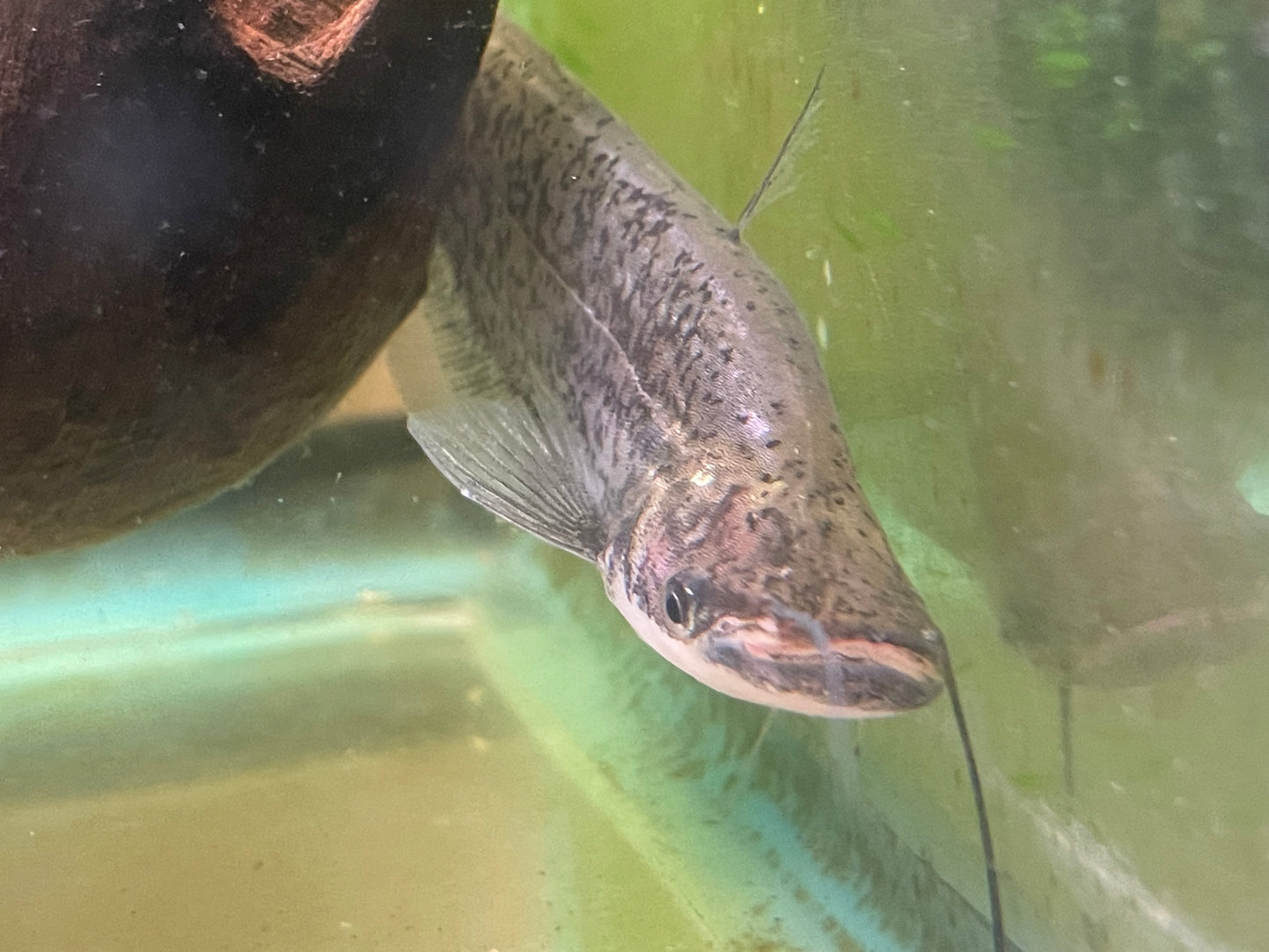Silurus apogon catfish