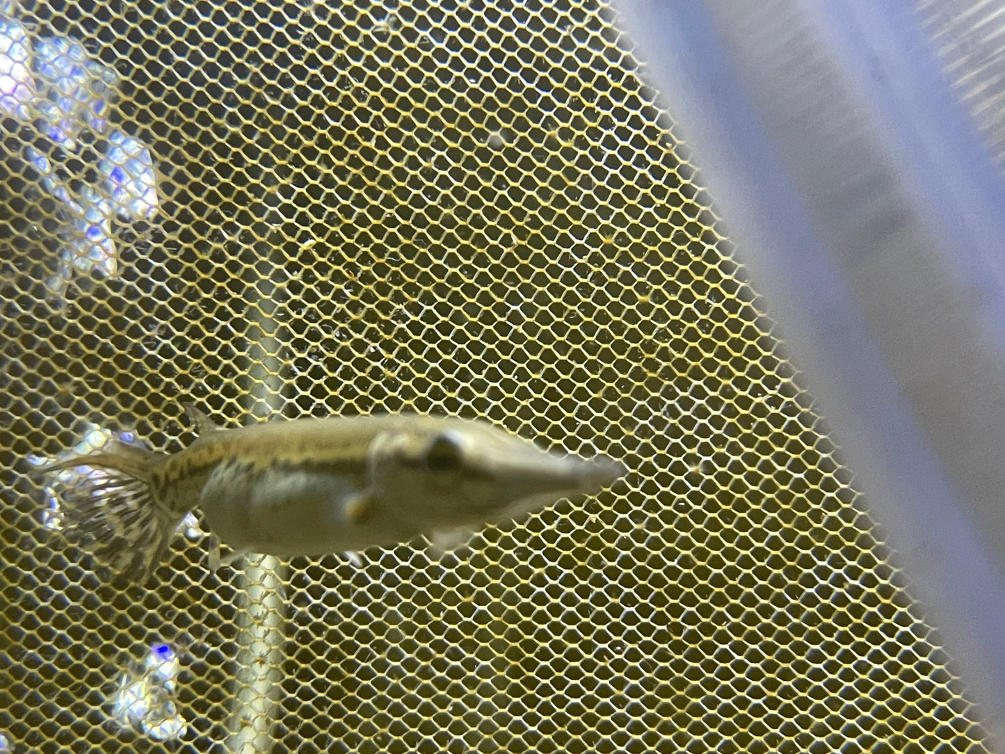 alligator gar