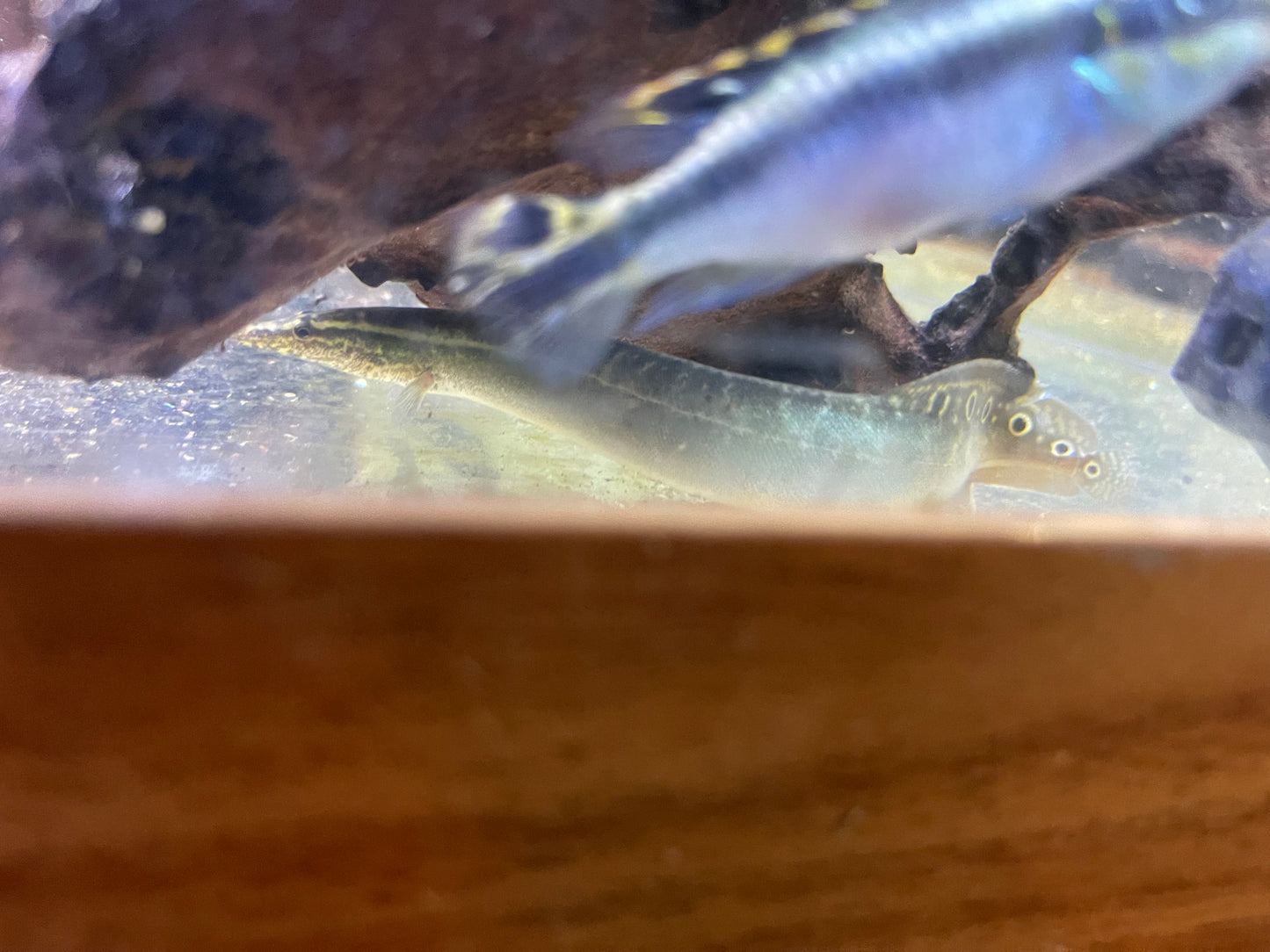 Peacock eel