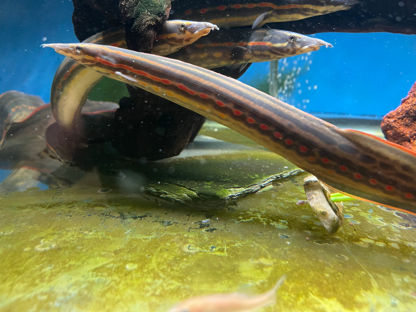 Fire eel 12-14”