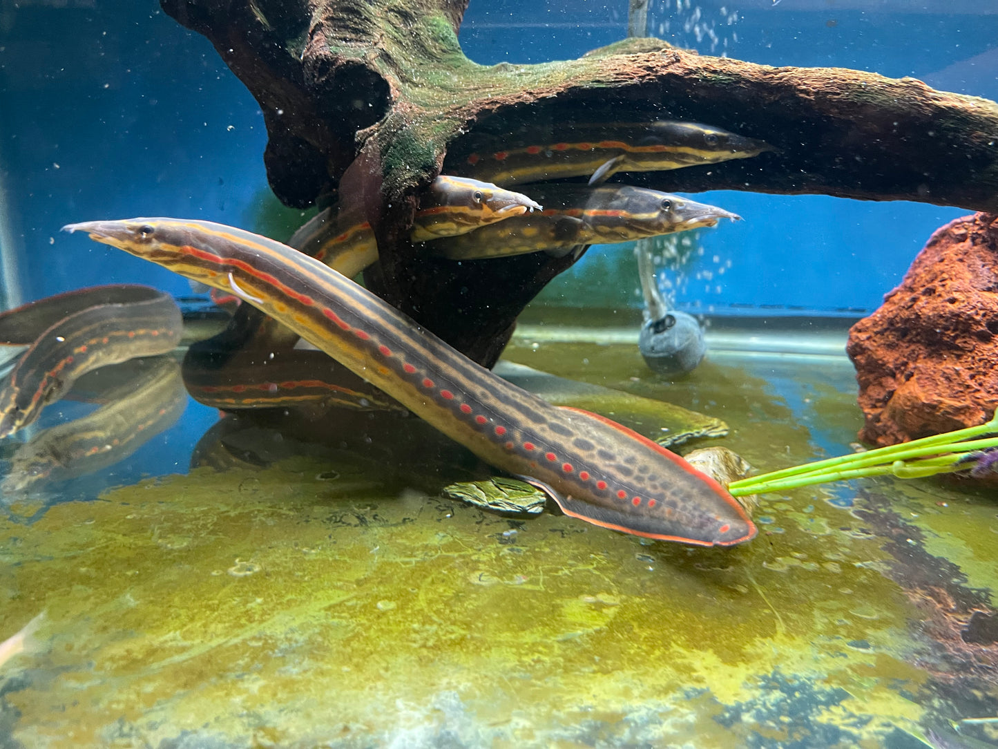 Fire eel 12-14”