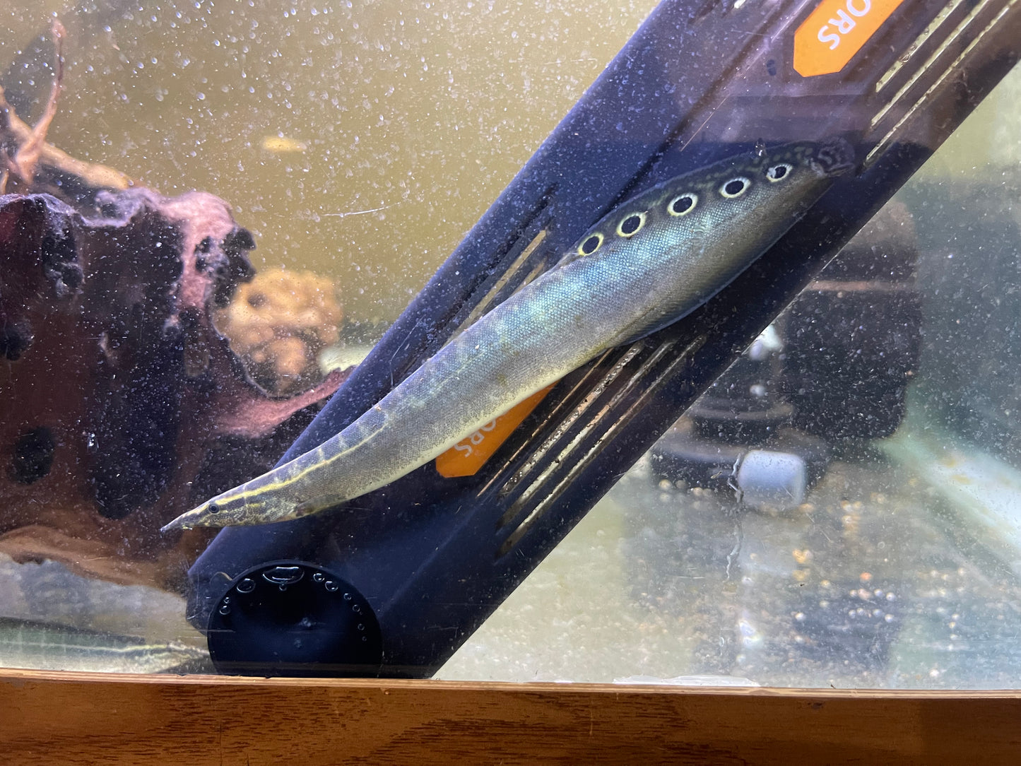 Peacock eel