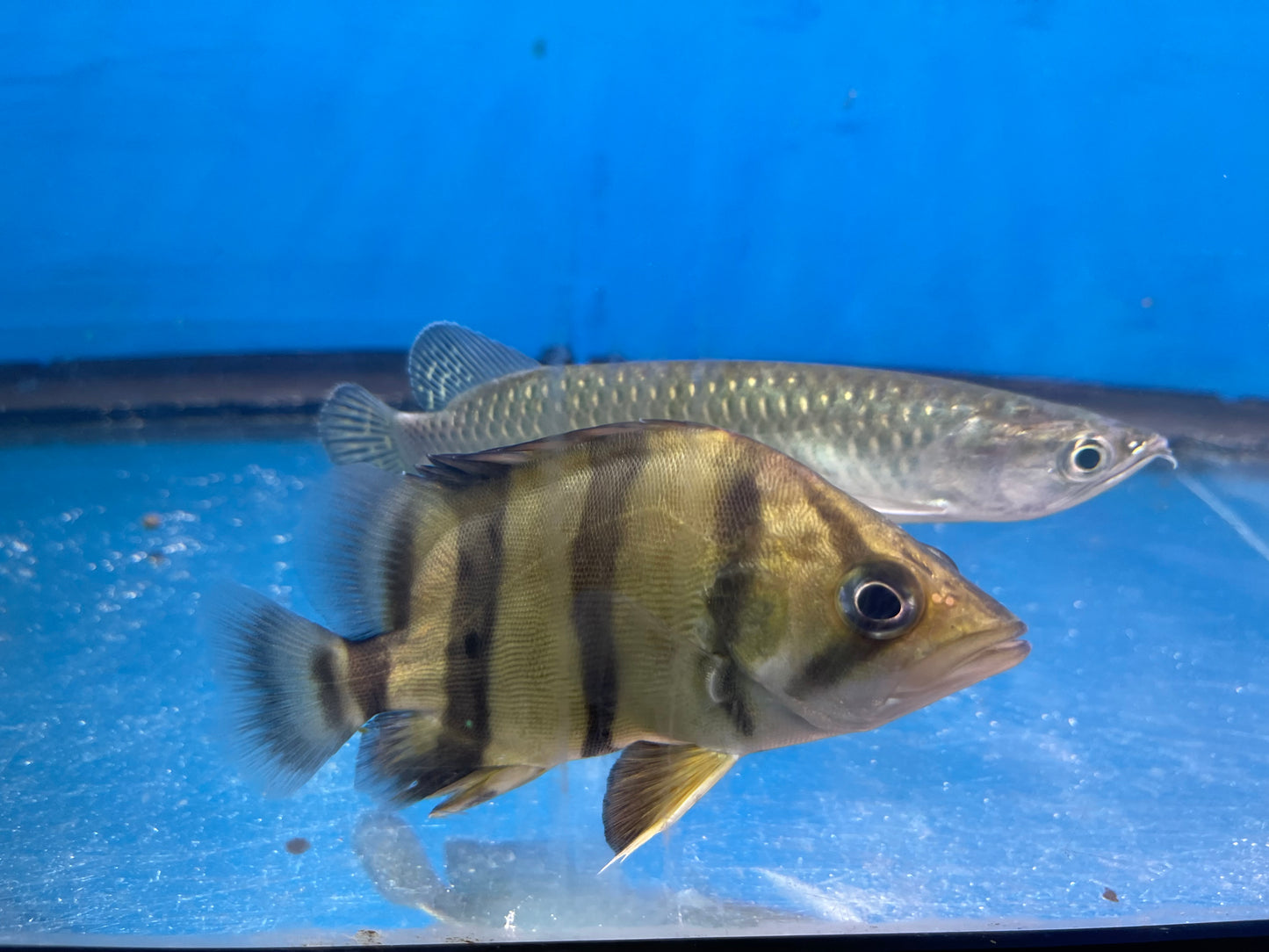 Nttd Northern Thailand Tiger Datnoid  
(Datnioides Undecimradiatus)