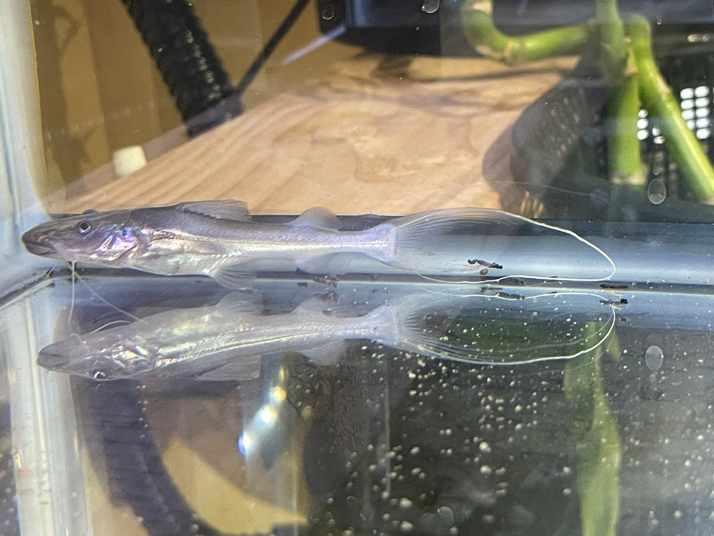 Dorado Catfish (Brachyplatystoma rousseauxii)