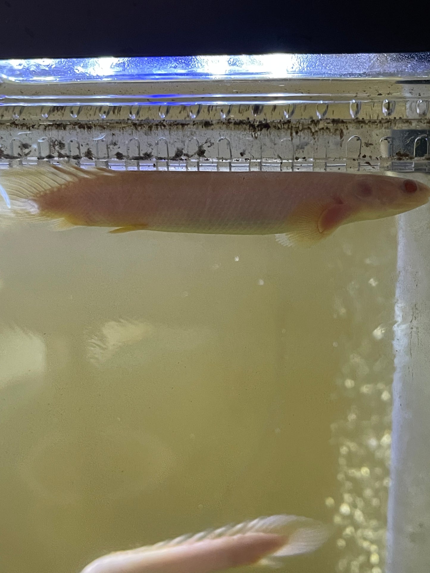 Short body Albino Senegal bichir