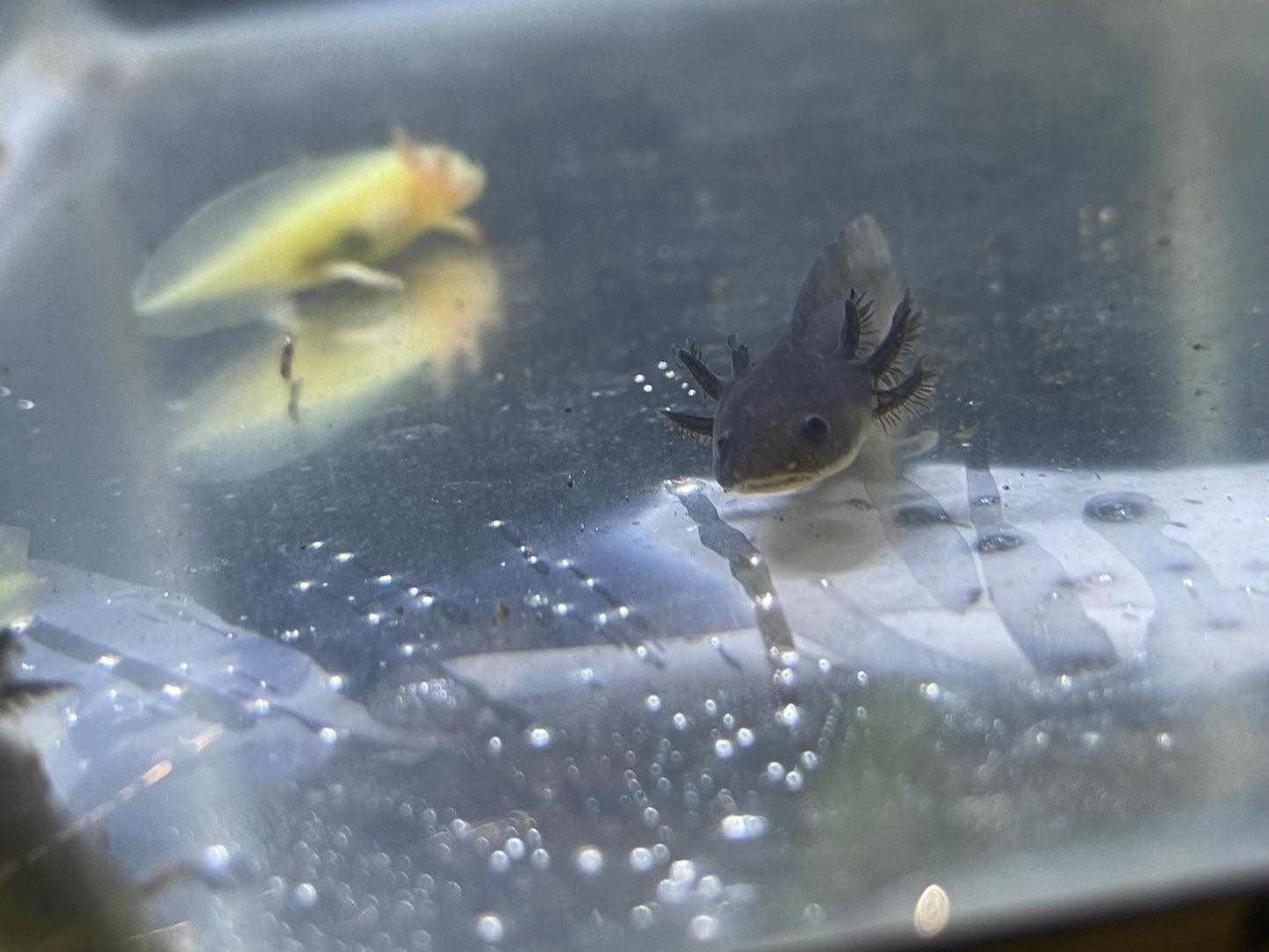 Wild type axolotl