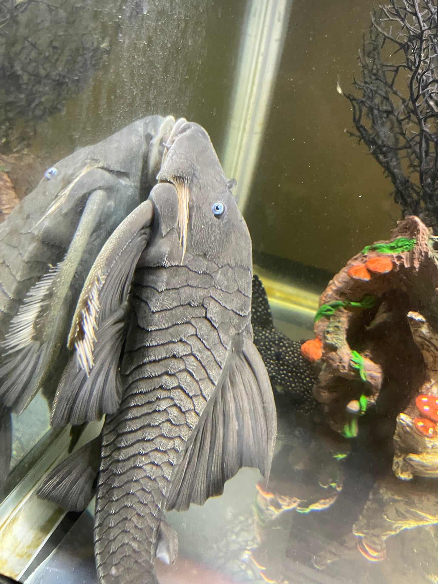 Blue eye panaque pleco