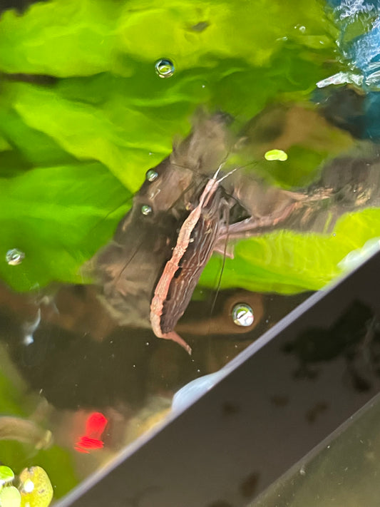 Xl bamboo shrimp