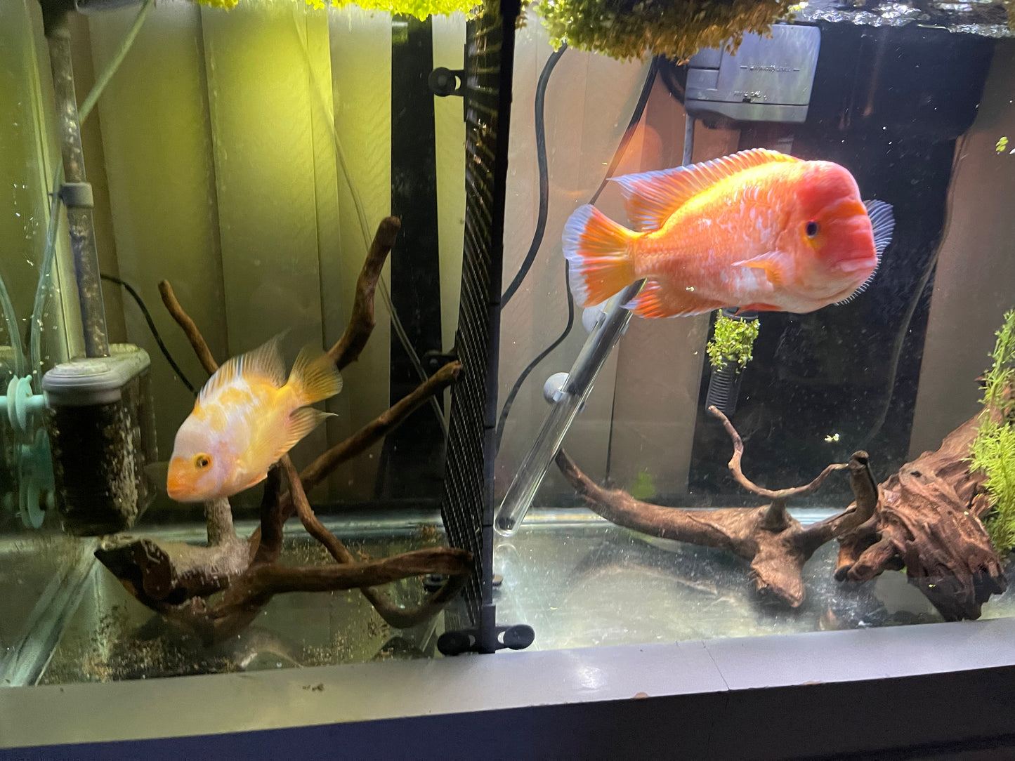 Pair of creamsicle Midas cichlids