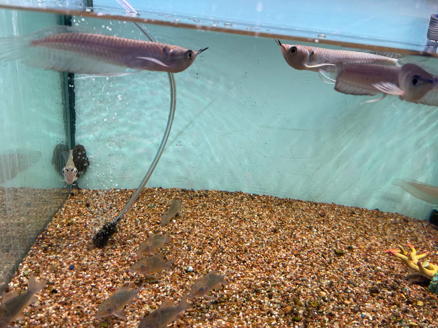 Silver Arowana