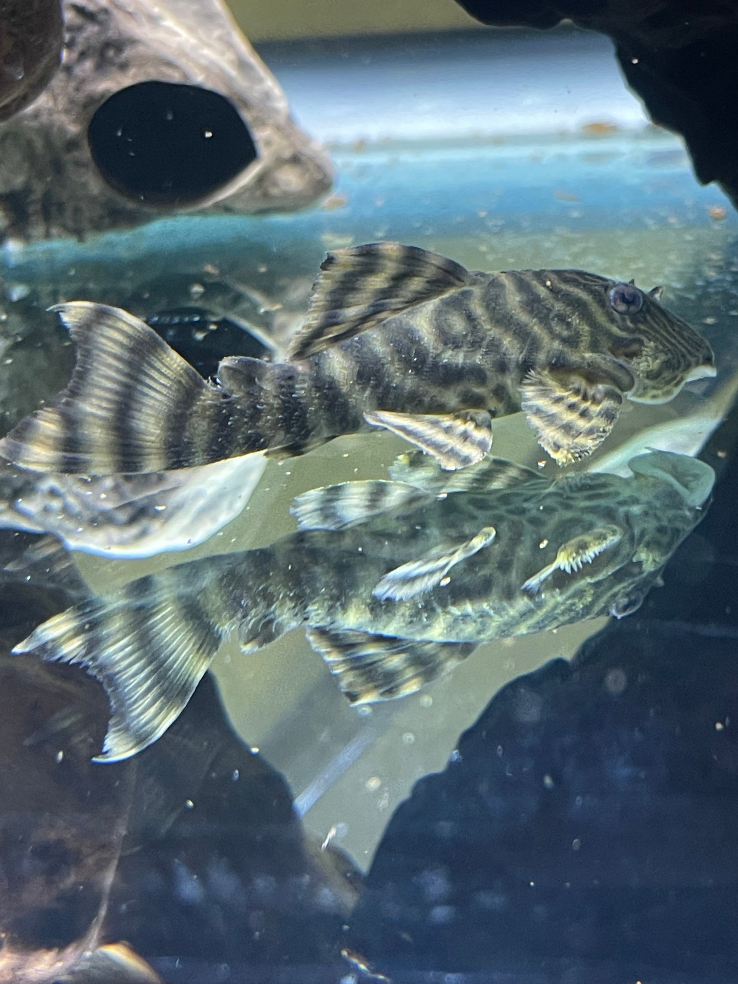 Tankei tiger pleco L398