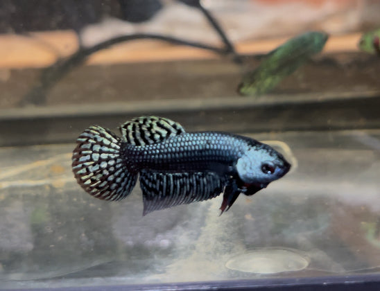 Alien bettas