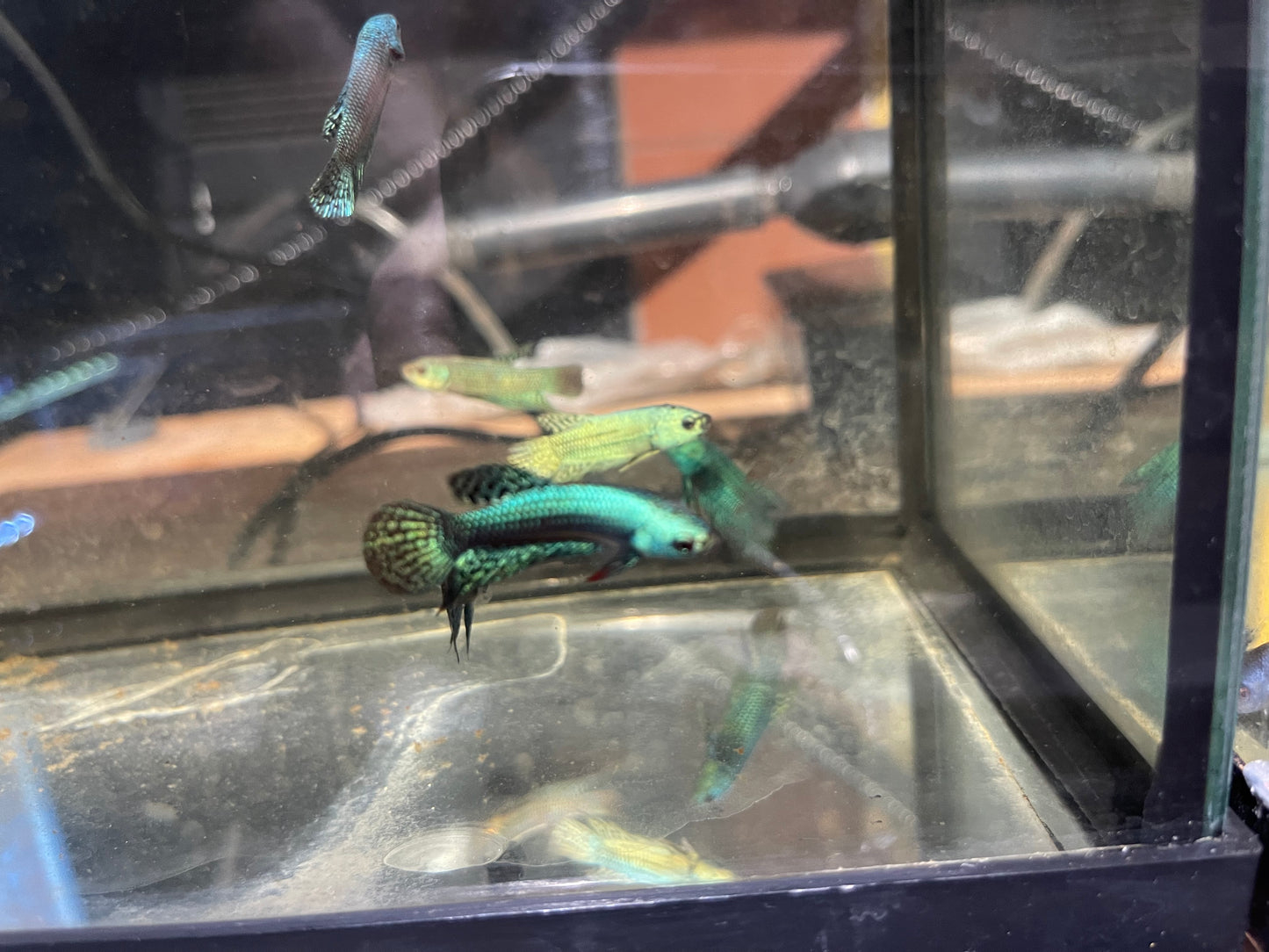 Alien bettas