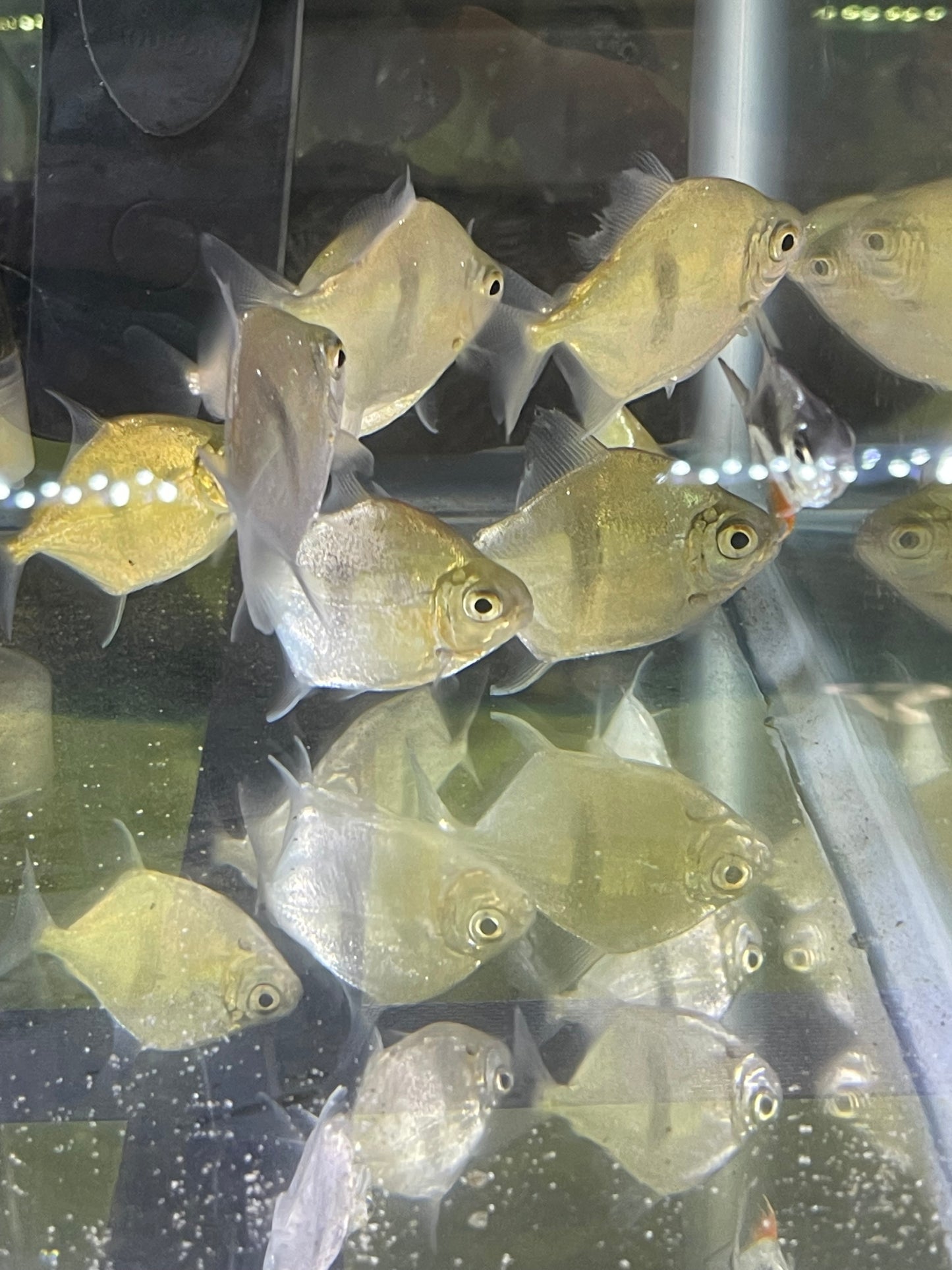 Wide bar silver dollar (Myleus Schomburgkii)