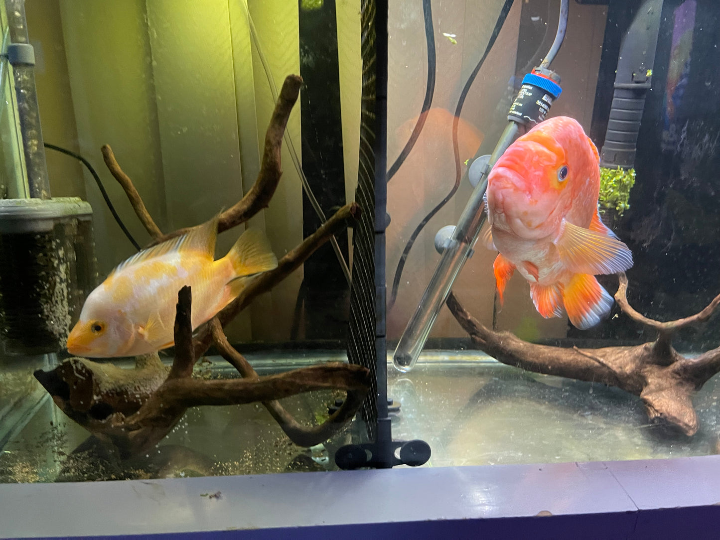 Pair of creamsicle Midas cichlids