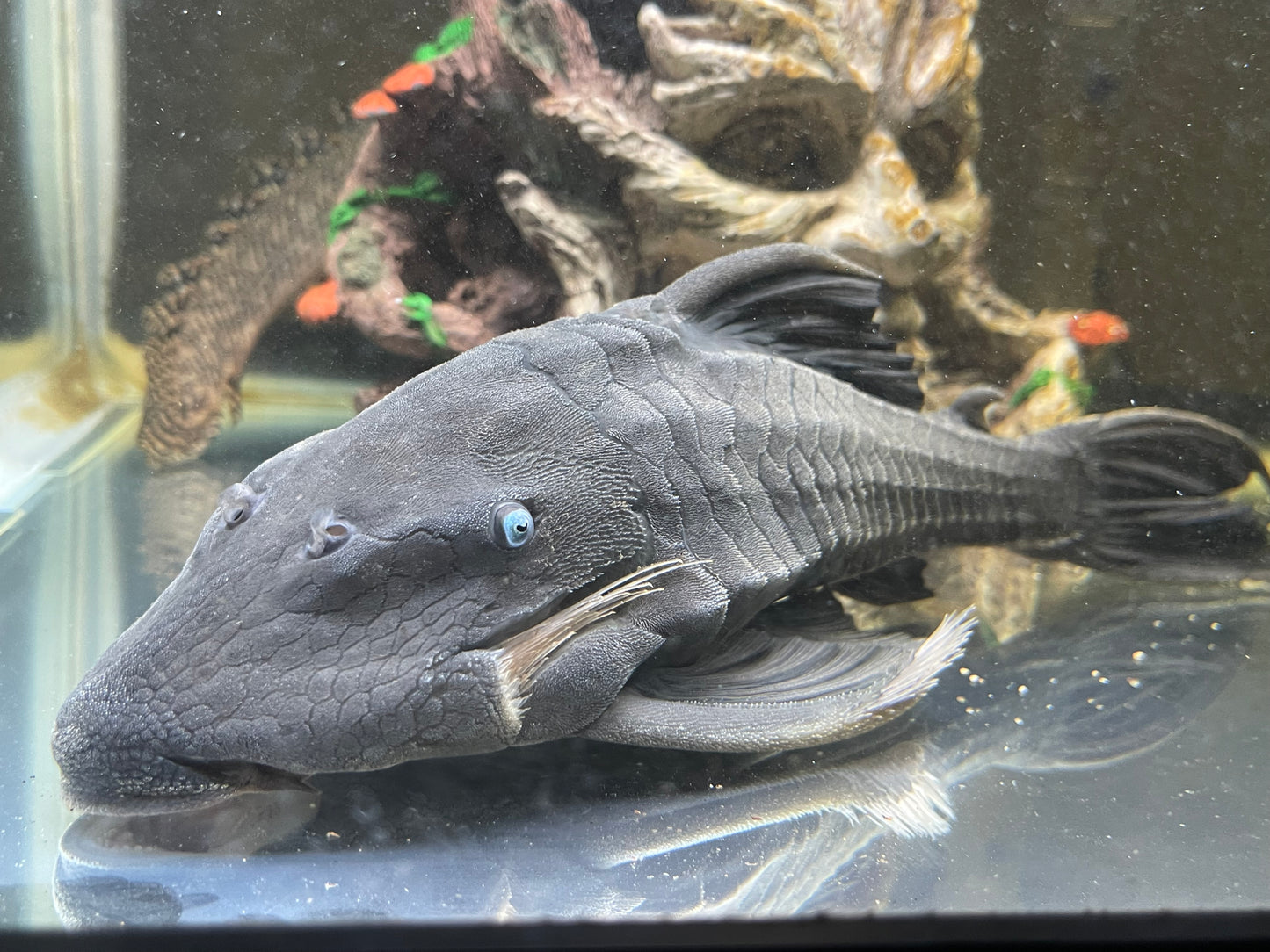 Blue eye panaque pleco