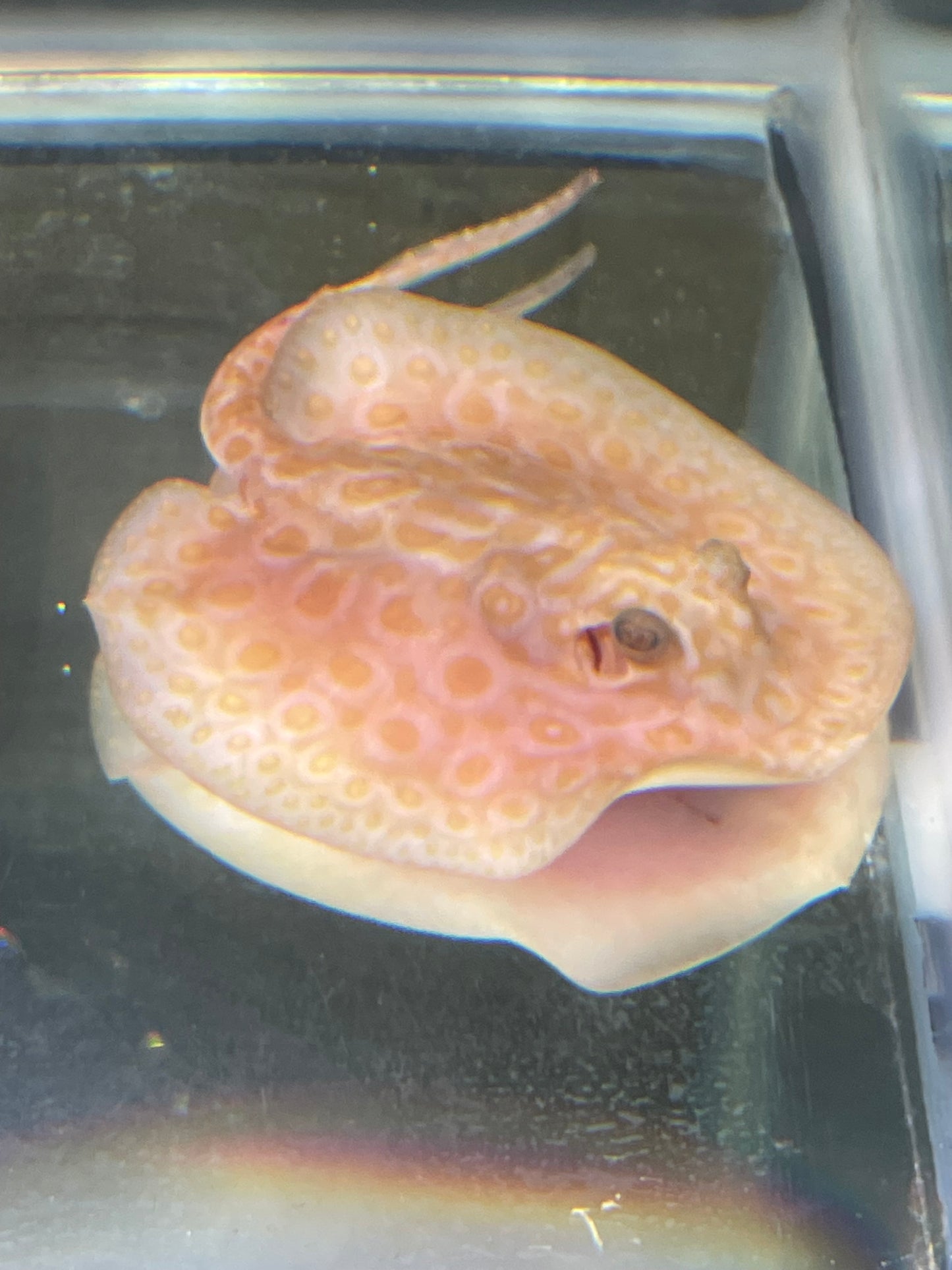 M/F Albino golden base pearl stingray pair