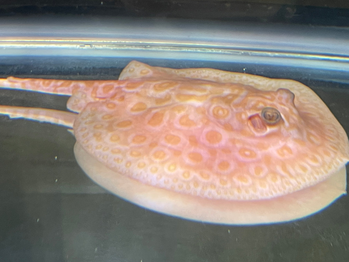 Male albino golden base pearl stingray