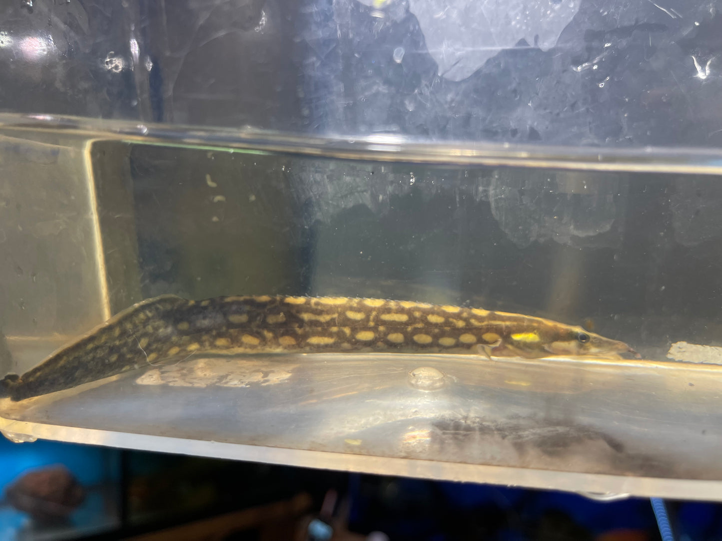 Unicolor Eel (Mastacembelus Unicolor) 8”-10”