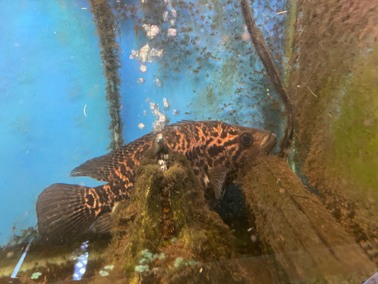 Jaguar cichlid