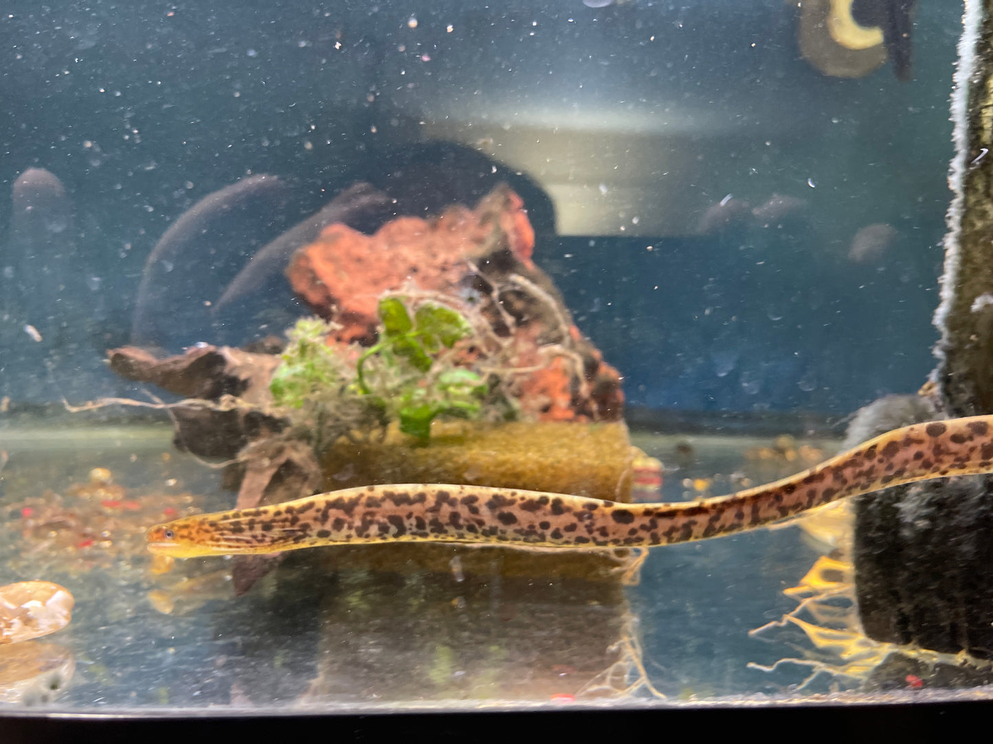 True freshwater tiger moray eel- Gymnothorax polyuranodon