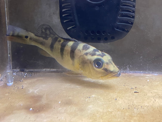 5” gold Bahia peacock bass