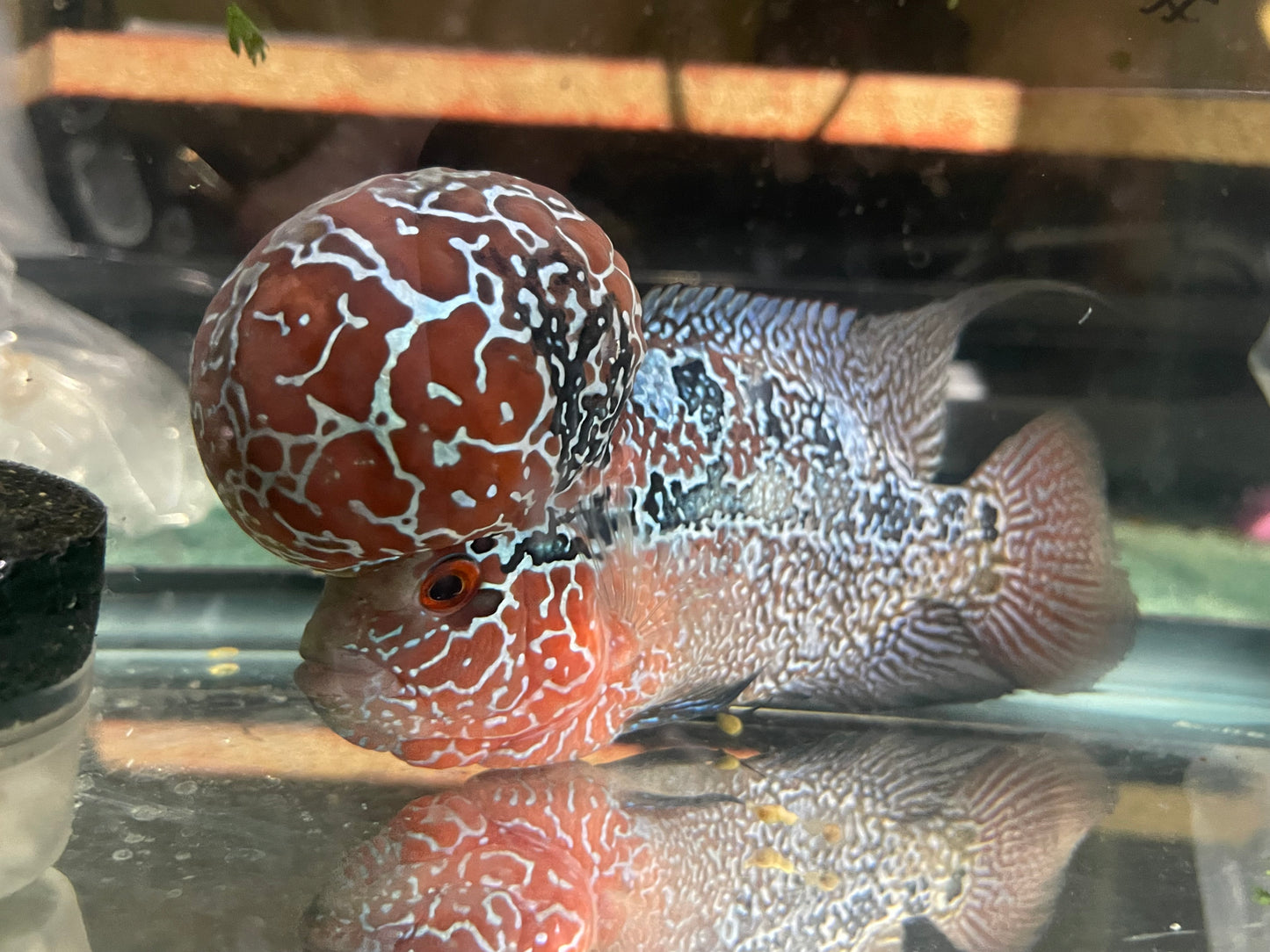 SRD Flowerhorn AAA show quality.