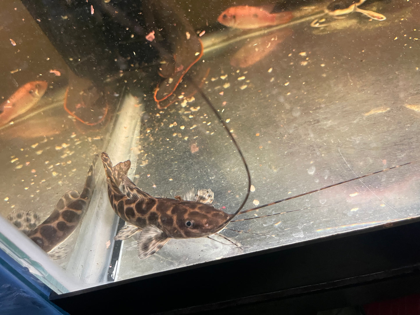 Achara catfish