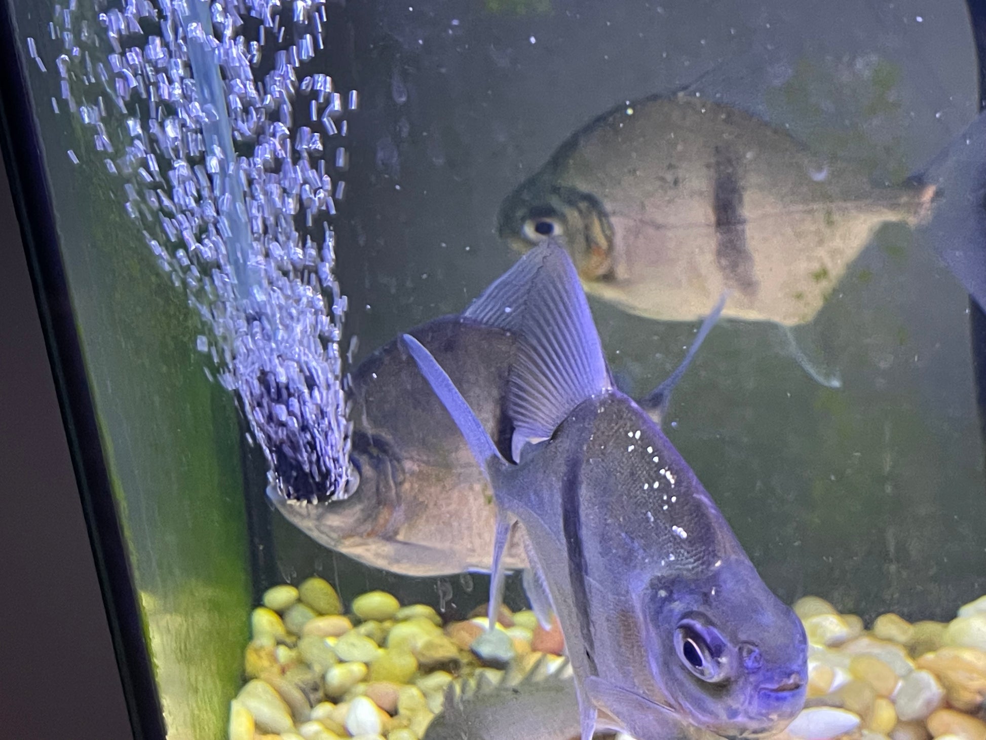 Blue hook silver dollars – Fins Worldwide