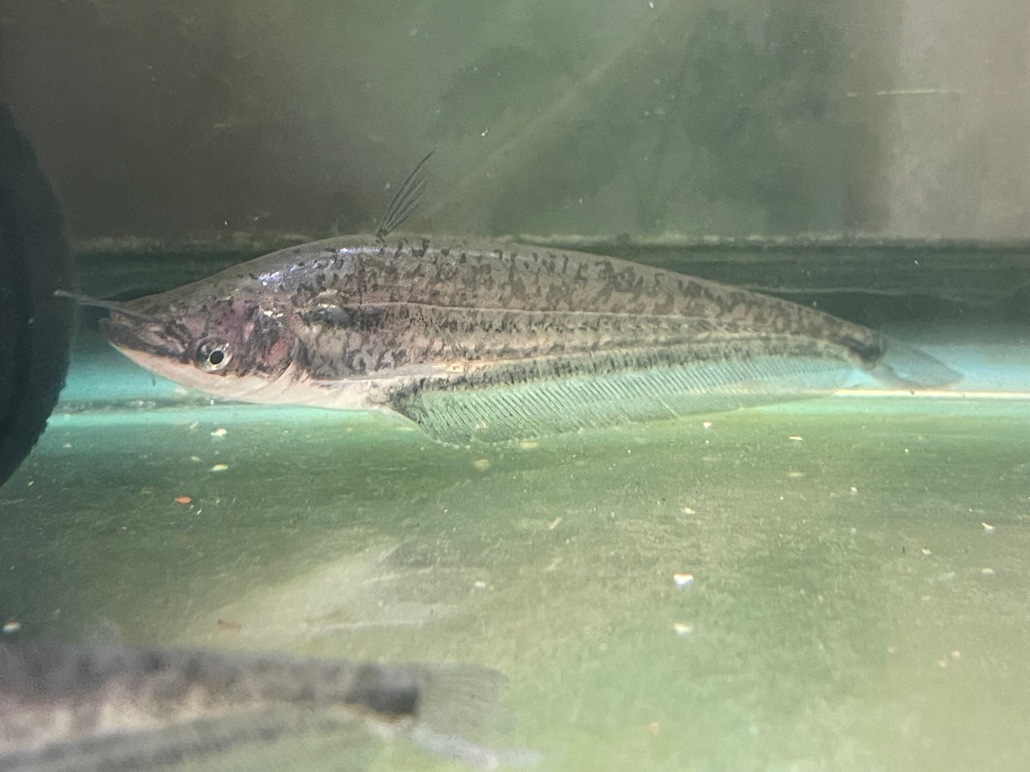 Silurus apogon catfish